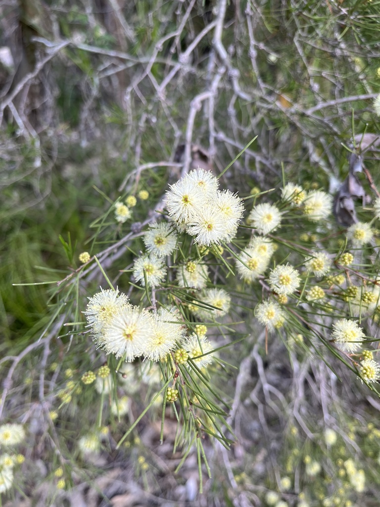 prickly-leaved paperbark from Hinterland Regional Park, Mudgeeraba, QLD ...