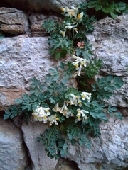 Pseudofumaria alba acaulis