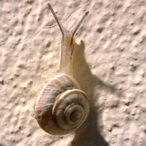 Promjenjiva livadnica (Cernuella virgata)