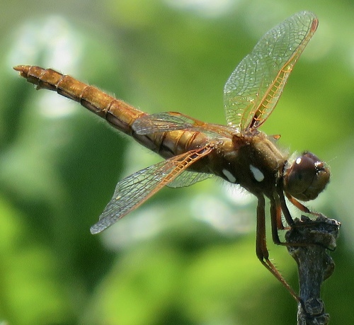 Cardinal Meadowhawk