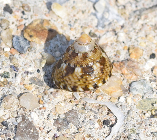 Steromphala adriatica