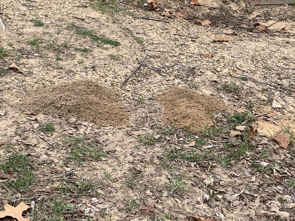 Baird's Pocket Gopher from Fort Boggy State Park, Leona, TX, US on ...