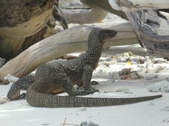 Varanus indicus