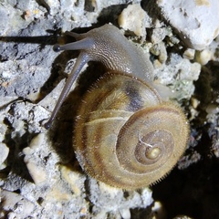Liburnica setosa