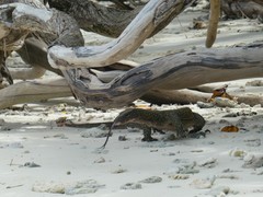 Varanus indicus