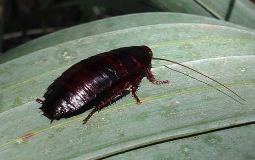 Blattidae image