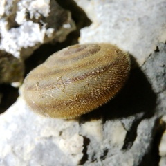 Liburnica setosa
