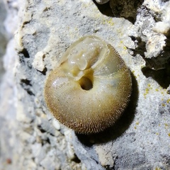 Liburnica setosa