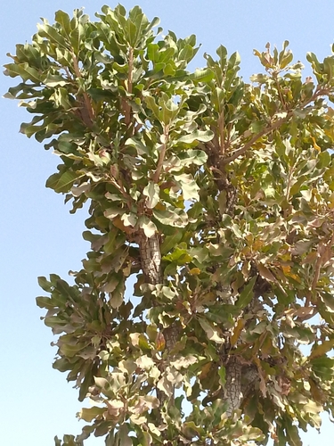 Shea Tree