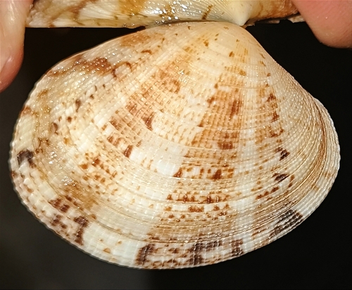 Venerupis aspera observed 2024-03-08