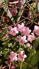 Lysimachia buxifolia