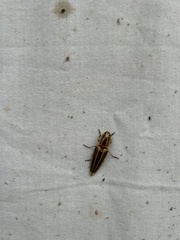 Semiotus ligneus image