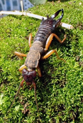 Family Karschiellidae · iNaturalist