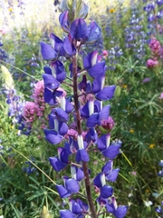 Lupinus benthamii