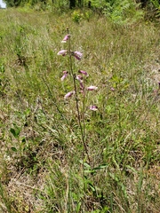 Penstemon australis