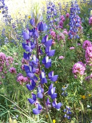 Lupinus benthamii