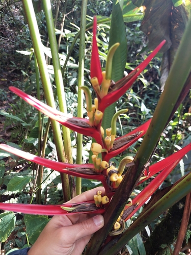 Heliconia burleana, photograph 4
