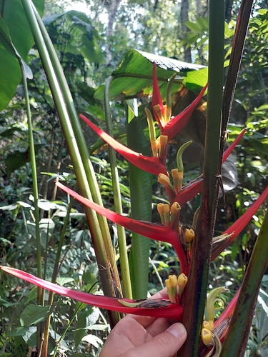 Heliconia burleana, photograph 5