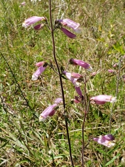 Penstemon australis