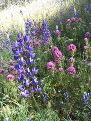 Lupinus benthamii
