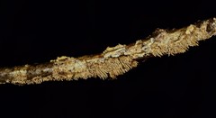 Hydnocristella himantia