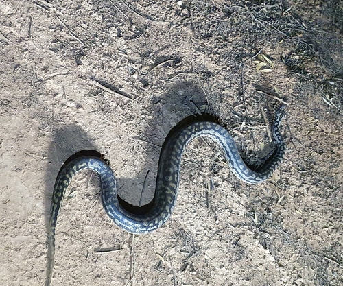 Inland Carpet Python sighting