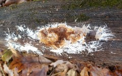 Hydnocristella himantia