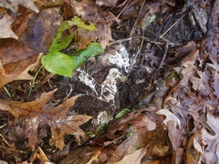 Hydnocristella himantia