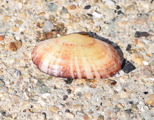 Large Sunset Shell