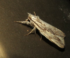 Ecnomodes sagittaria