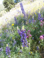 Lupinus benthamii