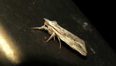 Ecnomodes sagittaria