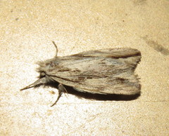 Ecnomodes sagittaria