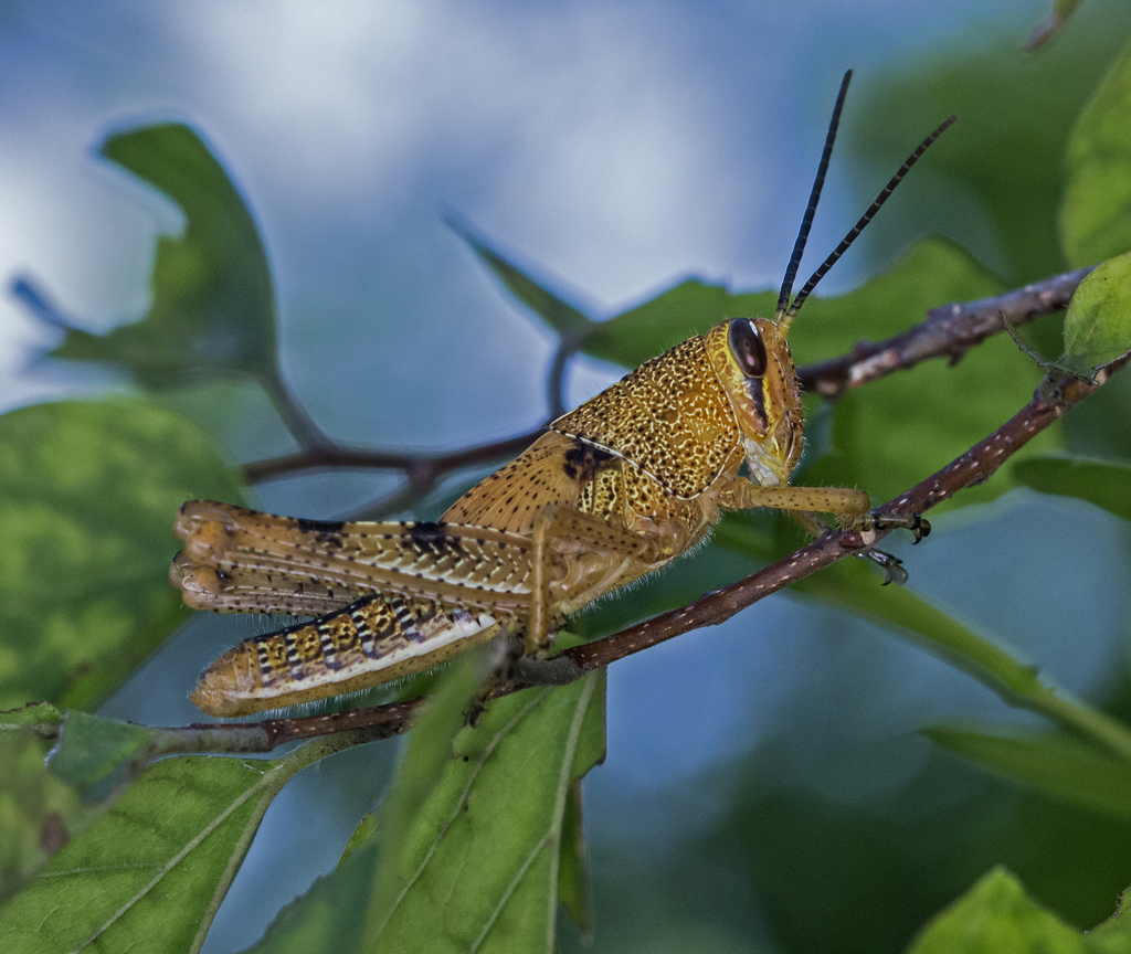 Cyrtacanthacridini