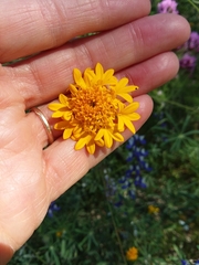 Chaenactis glabriuscula megacephala