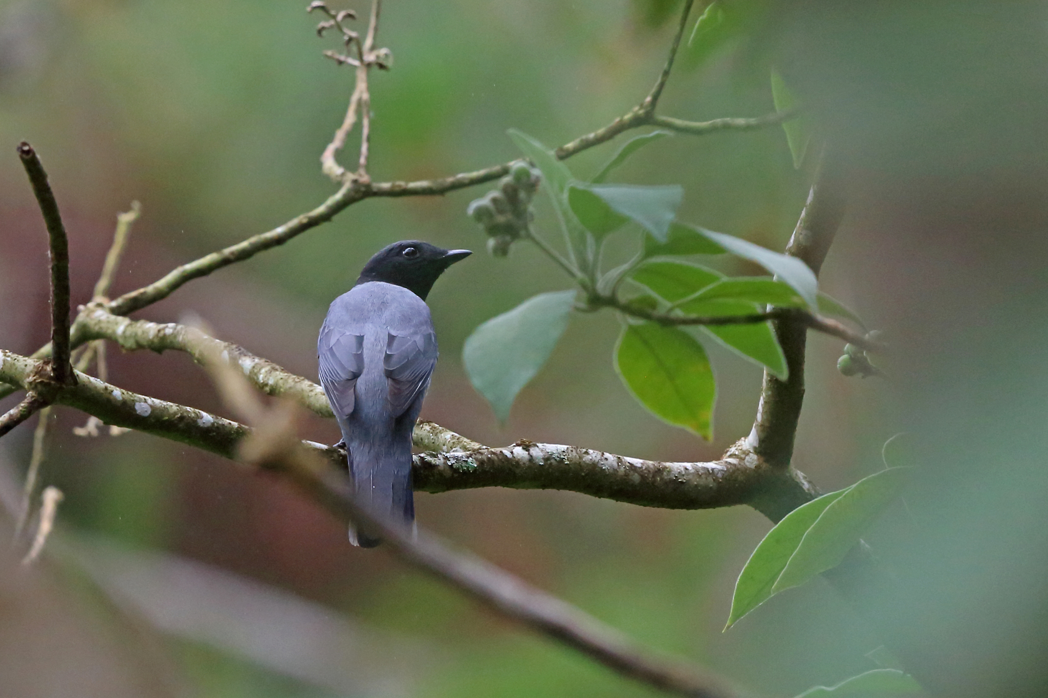 Madagascar Cuckooshrike illustration