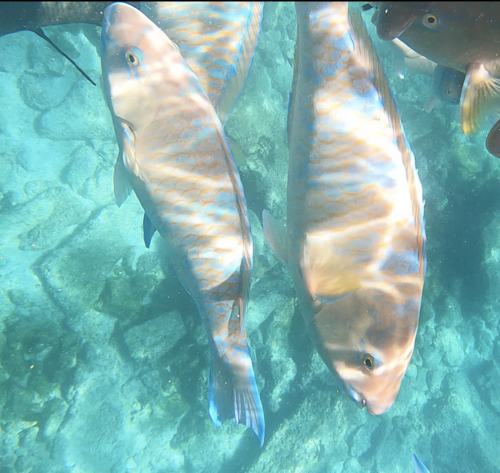 Photo of Blue-barred parrotfish (Eastern Pacific) (Scarus ghobban)