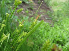 Carex pallescens