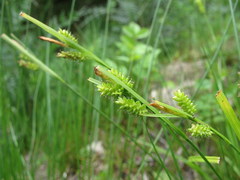 Carex pallescens