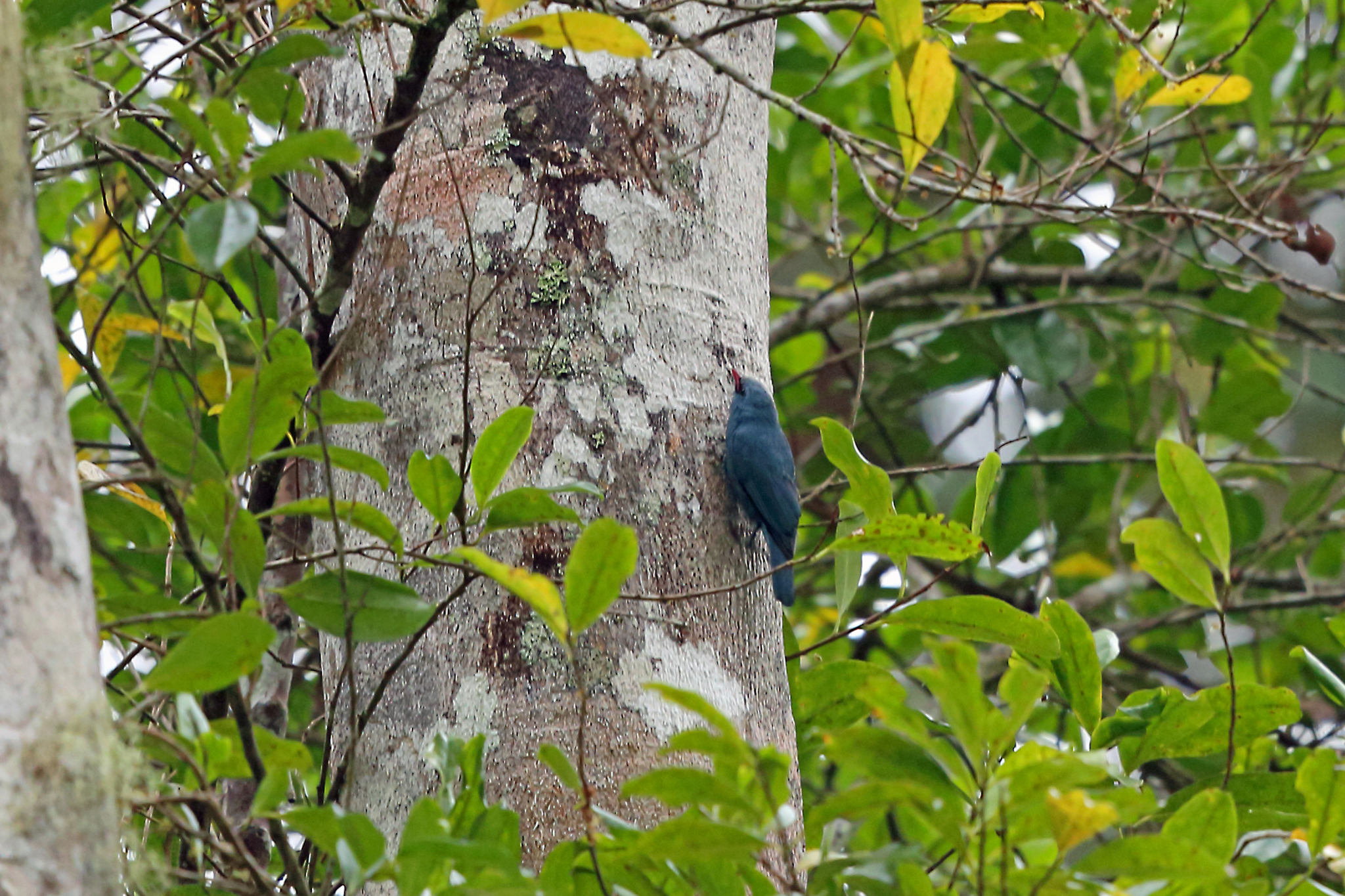 Nuthatch-Vanga (Hypositta corallirostris)