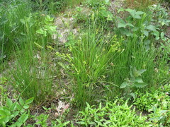 Carex pallescens