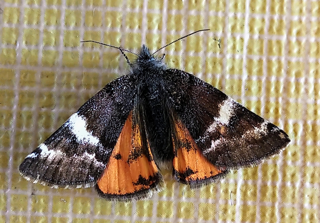 Infant Moth