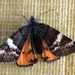 Infant Moth - Photo (c) Doug Macaulay, some rights reserved (CC BY), uploaded by Doug Macaulay