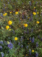 Chaenactis glabriuscula megacephala