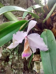 Cattleya