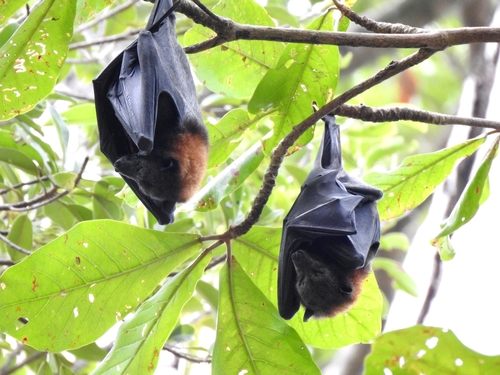 Island Flying Fox