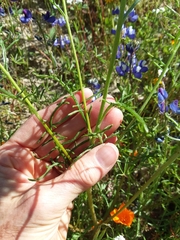 Chaenactis glabriuscula megacephala