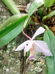 Cattleya