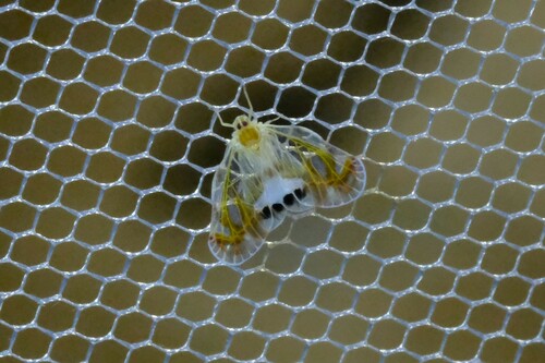 Rhotana maculata, 2023-09-09