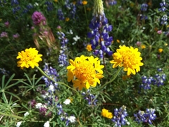 Chaenactis glabriuscula megacephala